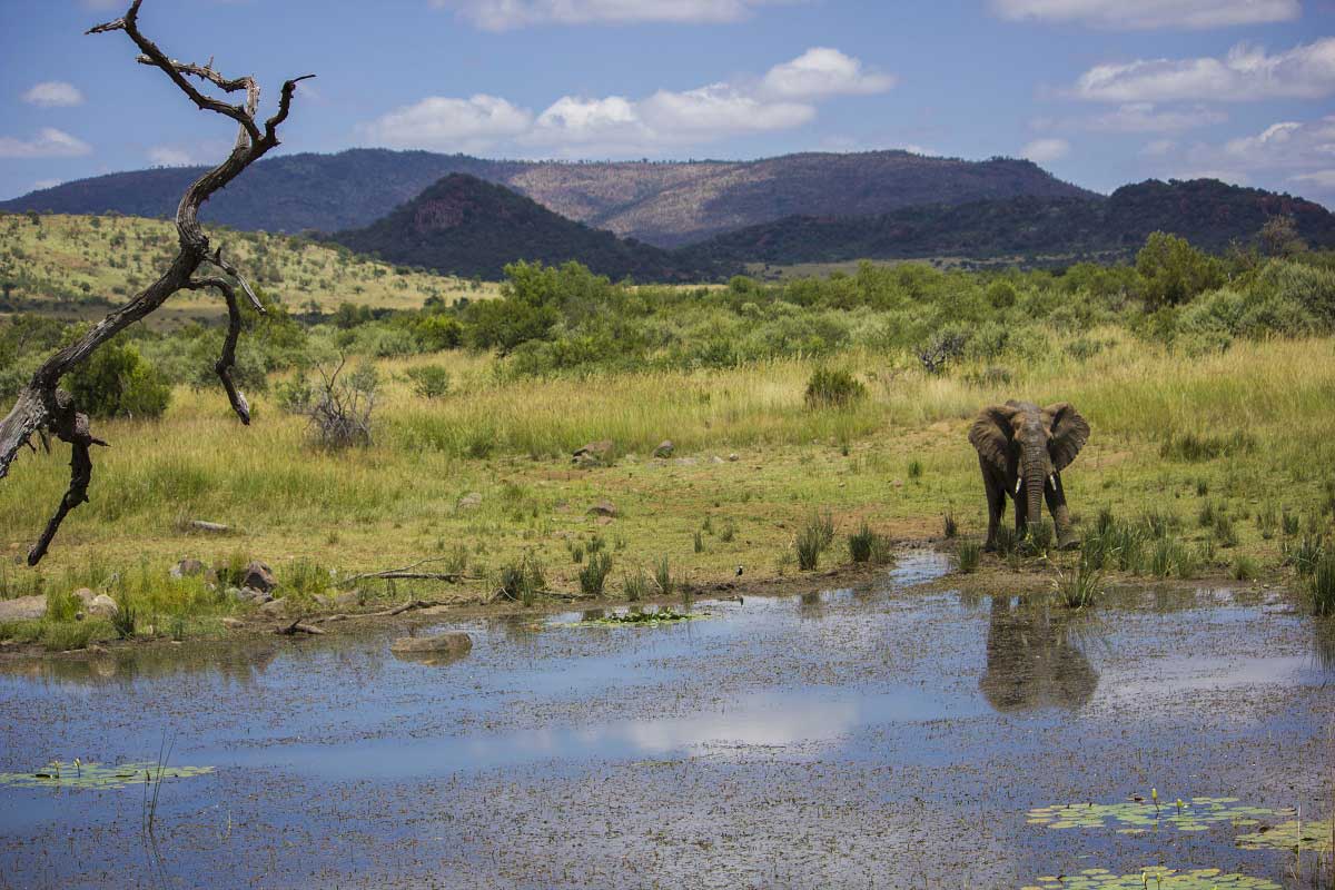 Vacation Hub International - Destination - Pilanesberg