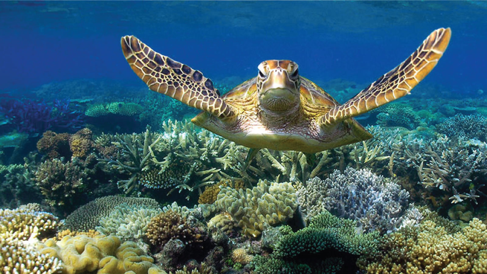 Vacation Hub International - Destination - Great Barrier Reef