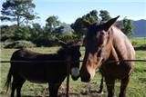  Vacation Hub International | Tannenhof Guest Farm Facilities