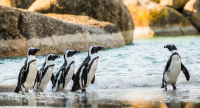  Vacation Hub International | The Penguin Cove Sea Lodge Facilities
