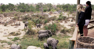  Vacation Hub International | Londolozi Game Reserve Facilities