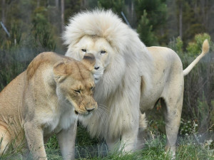  Vacation Hub International | Tenikwa Wildlife Centre Facilities