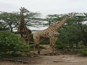  Vacation Hub International | Nsele Safari Lodge Facilities