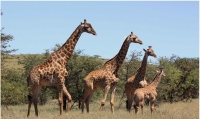  Vacation Hub International | Chapman Safaris Game Lodge Food