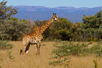 Vacation Hub International | Limpopo Bushveld Retreat Lodge Food