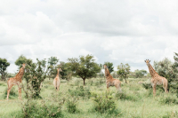  Vacation Hub International | Monate Game Lodge Food