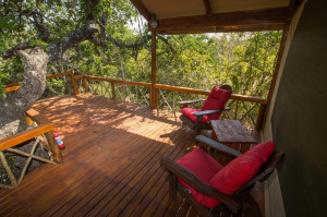  Vacation Hub International | Lion Tree Top Lodge Lobby