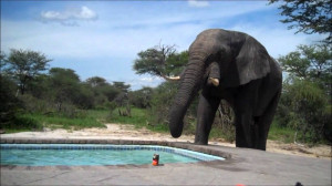  Vacation Hub International | Elephant Sands Lodge Lobby