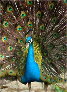 Vacation Hub International - VHI - Travel Club - Birds Of Eden