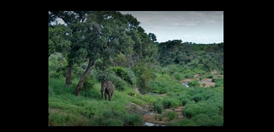 Vacation Hub International - VHI - Travel Club - Tingala Lodge -Bed in the Bush