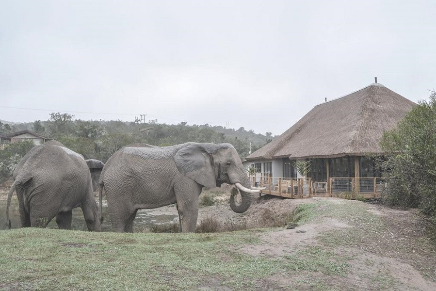 Vacation Hub International - VHI - Travel Club - Barefoot Addo Elephant Lodge