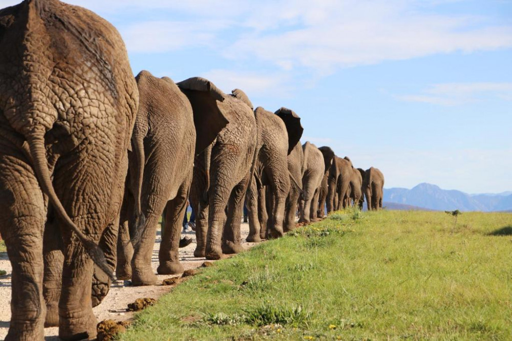 Vacation Hub International - VHI - Travel Club - Knysna Elephant Park