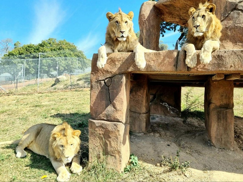 Vacation Hub International - VHI - Travel Club - Pumbaa Wildlife Park and Accommodation