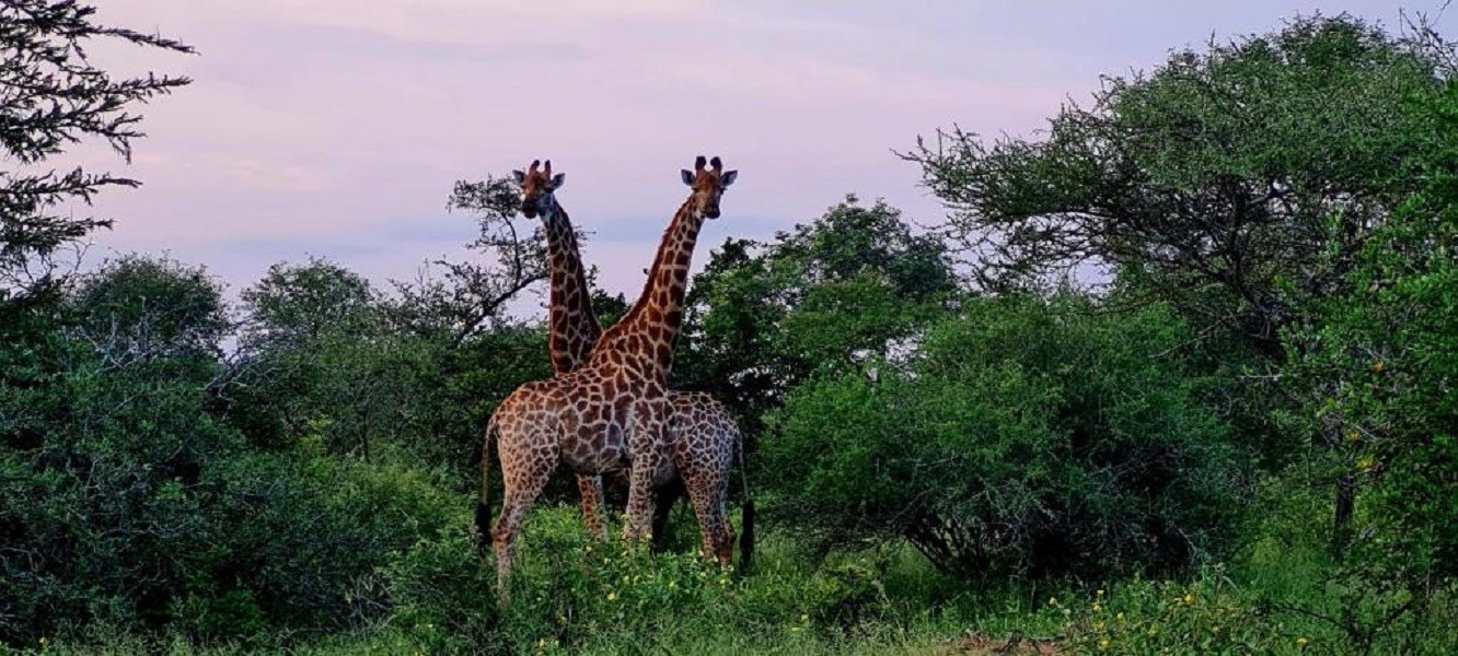 Vacation Hub International - VHI - Travel Club - Impala Cottage