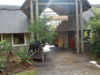  Vacation Hub International | Royal Thonga Safari Lodge Main