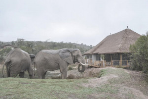  Vacation Hub International | Barefoot Addo Elephant Lodge Main