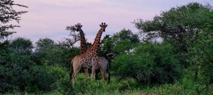  Vacation Hub International | Impala Cottage Main