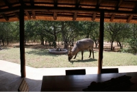  Vacation Hub International | Masorini Bush Lodge Room